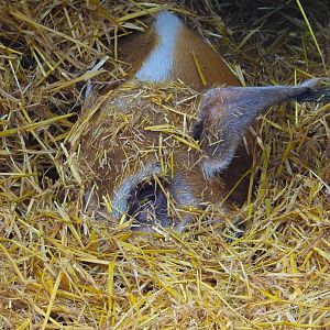 Red River Hog under straw- 9th February 2024