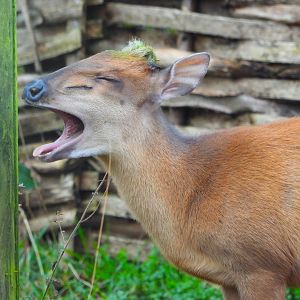Red Forest Duiker yawning- 9th February 2024
