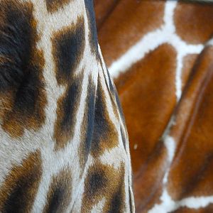 African and Reticulated Giraffe patterns- 9th February 2024
