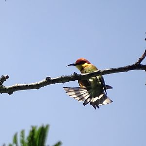 Chestnut-headed bee-eater (Merops leschenaulti leschenaulti)