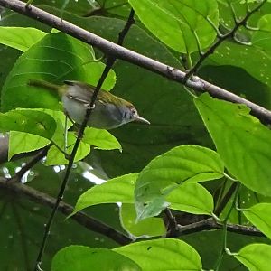 Dark-necked tailorbird (Orthotomus atrogularis nitidus)
