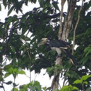 Oriental pied hornbill (Anthracoceros albirostris albirostris)