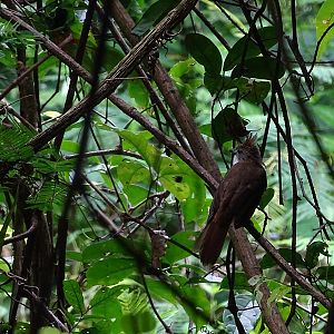 Ochraceous bulbul (Alophoixus ochraceus ochraceus)
