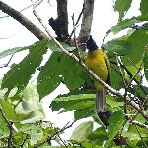Black-crested bulbul (Rubigula flaviventris)
