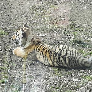 Amur Tiger Cub Close Up