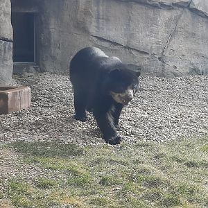 Andean Bear