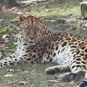 Amur Leopard