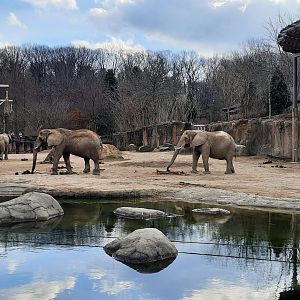 African Elephants