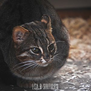 Sri Lankan rusty-spotted cat