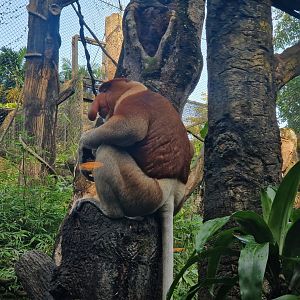 Proboscis Monkey