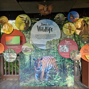 Tiger educational panel