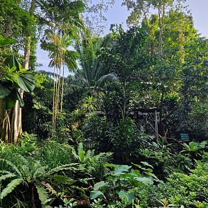 Goodfellow's Tree-kangaroo/ New Guinea Snapping Turtle/ Southern Cassowary exhibit