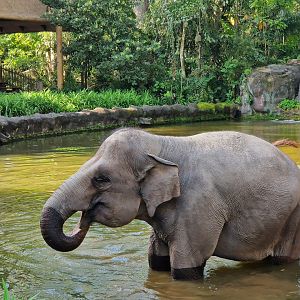 Asian Elephant