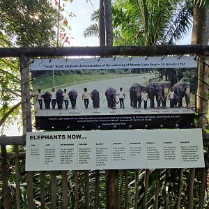 The Elephants at Mandai