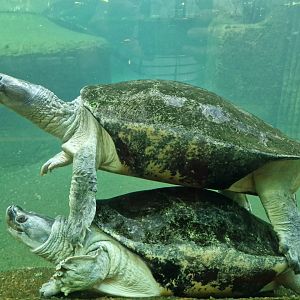 Burmese Roofed Turtle