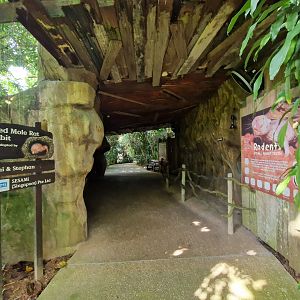 Naked Mole-rat tunnel