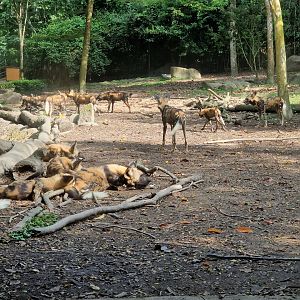 African Wild Dogs