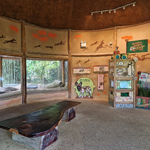 African Wild Dog educational display