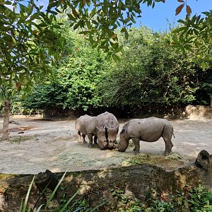 White Rhinos