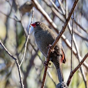 Beautiful Firetail