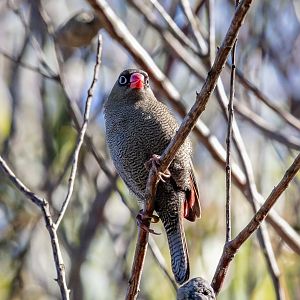Beautiful Firetail