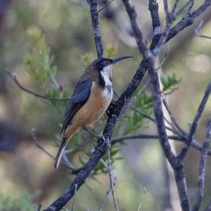 Eastern Spinebill