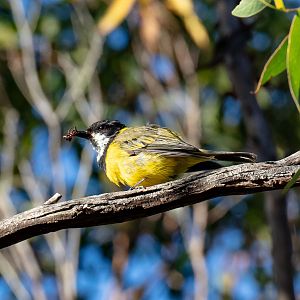 Golden Whistler male