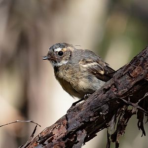 Grey Fantail (juvenile plumage)