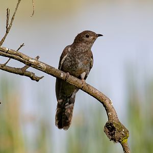 Fantailed Cuckoo (juvenile)