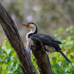 Little Pied Cormorant