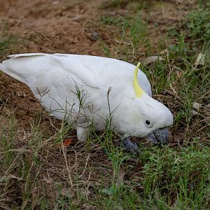 Sulphur-crested Cockatoo