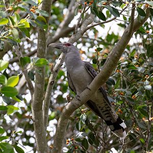 Channel-billed Cuckoo