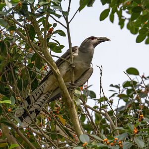 Channel-billed Cuckoo