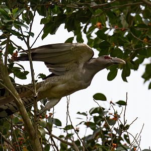 Channel-billed Cuckoo