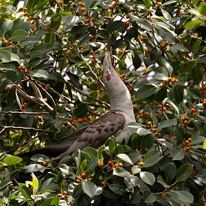 Channel-billed Cuckoo
