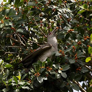 Channel-billed Cuckoo