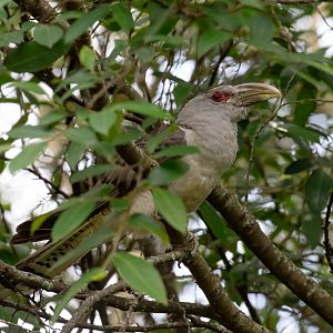 Channel-billed Cuckoo