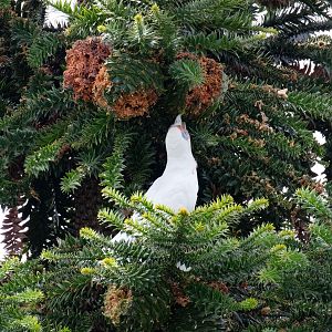 Long-billed Corella