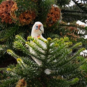 Long-billed Corella