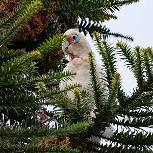 Long-billed Corella