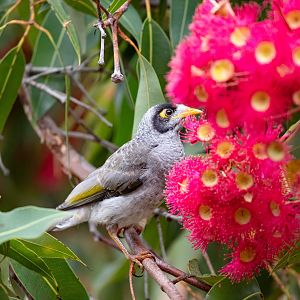 Noisy Miner