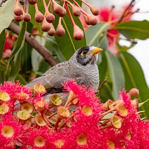 Noisy Miner