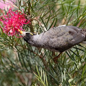 Noisy Miner