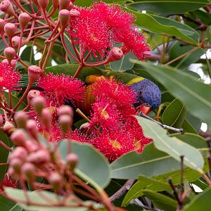 Rainbow Lorikeet