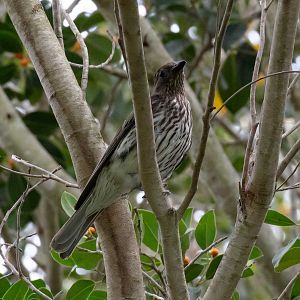 Australasian Figbird female