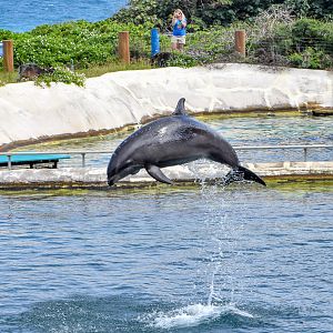Wholphin