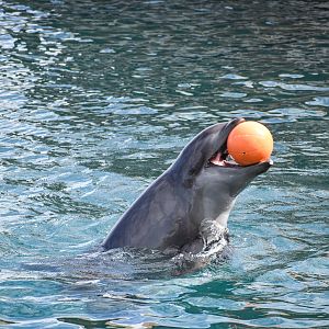 Wholphin
