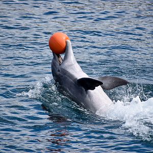 Bottlenose Dolphin