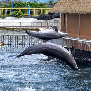Wholphin and Dolphin size comparison