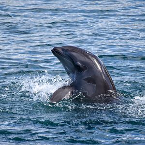 Wholphin